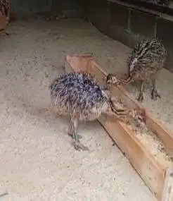sepasang anakan burung oenta 1 bulanan siap ternak piara hobby2an unik