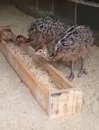 sepasang anakan burung oenta raksasa ostrich 2 bln layak ternak piara