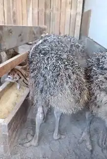 sepasang anakan burung oenta 1 bulanan siap ternak piara hobby2an unik