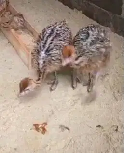 sepasang anakan burung oenta 1 bulanan siap piara ternak hobby2an unik