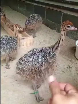 sepasang anakan burung raksasa ostrich 2 blnan ternak piara koleksian
