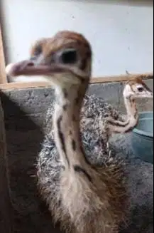 sepasang anakan burung oenta 1 bulanan siap ternak piara koleksian top