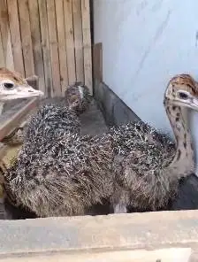 sepasang anakan burung oenta ostrich 1 bulanan siap koleksian exotik