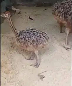 sepasang anakan burung oenta ostrich 1 bulanan siap koleksian exotik