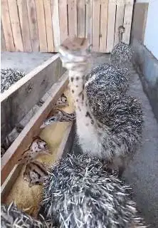 sepasang anakan burung oenta ostrich 1 bulanan koleksian exotik manteb