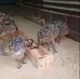 sepasang anakan burung oenta ostrich 1 bulanan koleksian exotik manteb
