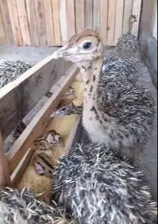 sepasang anakan burung oenta ostrich 1 bulanan layak koleksian exotik