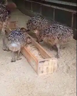 sepasang anakan burung oenta ostrich 1 bulanan layak koleksian exotik