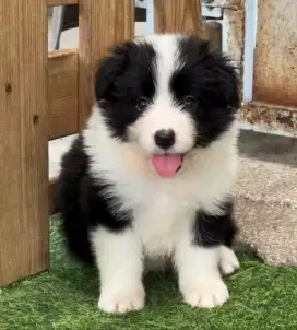 DIJUAL ANAK ANJING BORDER COLLIE