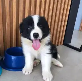DIJUAL ANAK ANJING BORDER COLLIE