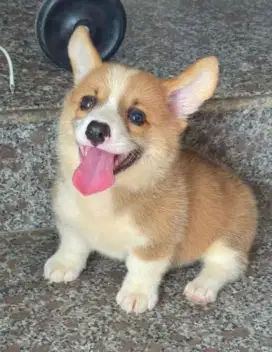 DIJUAL ANAK ANJING CORGY