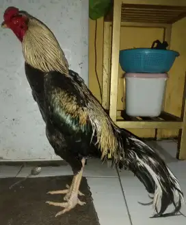 Ayam bangkok klasik super