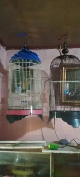 Jual cepat  2 kandang love brid