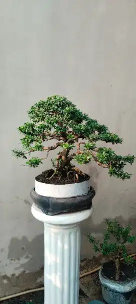 Bonsai santigi mawar nusabarong