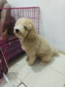 Anjing maltipo ganteng