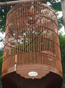 Burung murai medan seri F Prospek