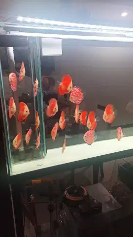 Aquarium akuarium fullset tanpa ikan