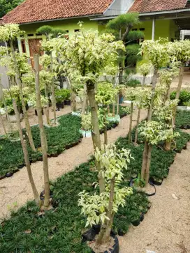 Pohon bonsai anting putri murah