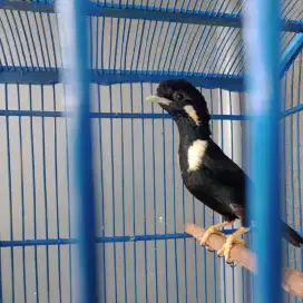 Burung raja perling jantan mulus rawatan lama pur total