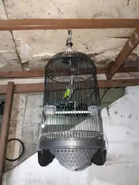Burung lovebird+kandang