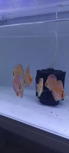 Ikan hias diskus discus leopard ring 2,5 inch