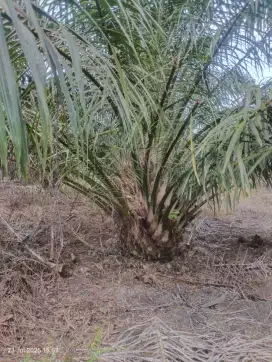 Lowongan tanpa ijaza