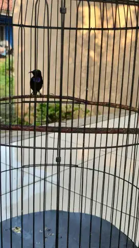 Burung conin fullset