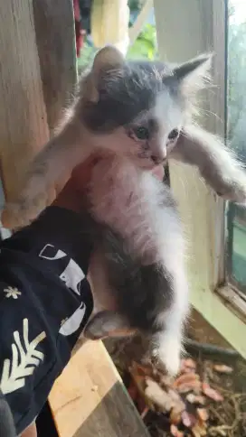 Kucing dua bulan