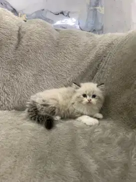 Kucing RAGDOLL super Lucu