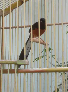 Burung Murai Batu Murah Meriah
