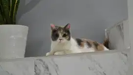 Indukan British Shorthair BSH Calico