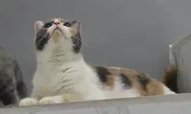 Indukan British Shorthair BSH Calico