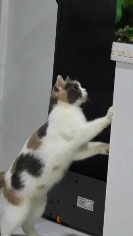 Indukan British Shorthair BSH Calico