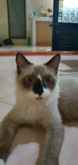 Dijual kucing Himalayan