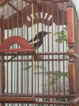 Burung Kacer Lumayan Bunyinya