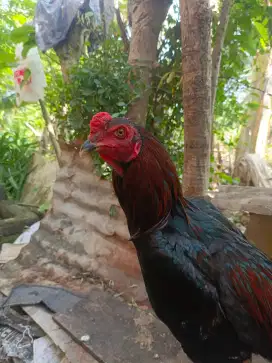 Ayam trah mangon