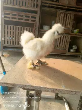 ayam hias american silkie