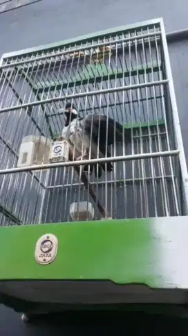 jalak suren ngaruda nyapam