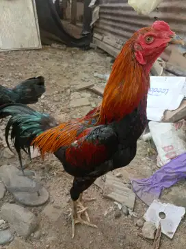 Ayam trah mangon