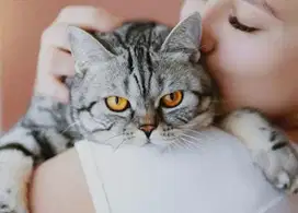 Di cari art/ pembantu yg  catlovers