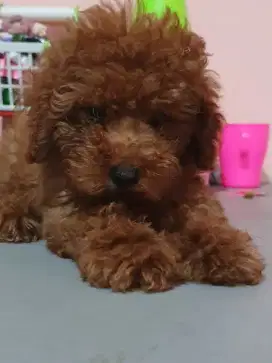 Anak toy poodle vaksin