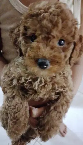 Anak toy poodle super kriting