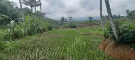 dijual lahan sawah pinggir jalan 3200 meter