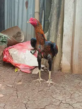 Ayam Bangkok 5 bulan