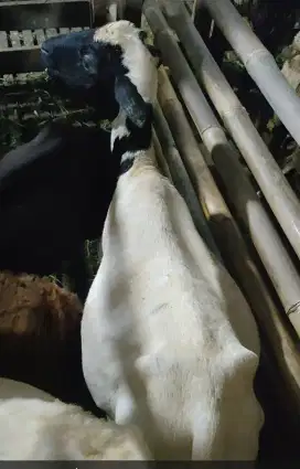 Sedia DOMBA GARUT Betina Hamil,