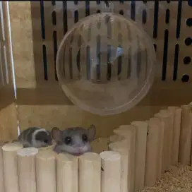 Dormice / hamster / sugar glider / tupai / kelinci / marmut
