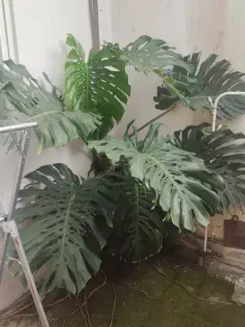 Monstera 8 daun besar jumbo
