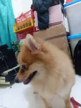 Anjing minipom betina