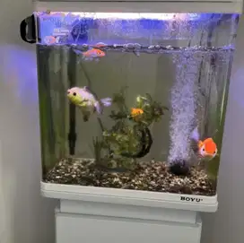 Boyu AZKO 45Lt Set Aquarium dan kabinet + pompa