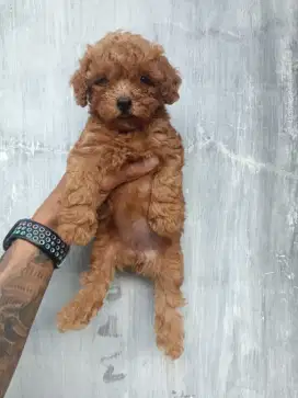 Anjing Poodle STB Vaksin murah